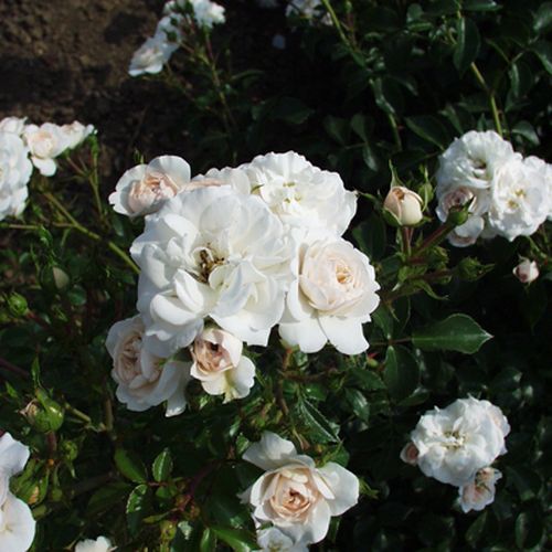Jasnoróżowy - róże rabatowe floribunda